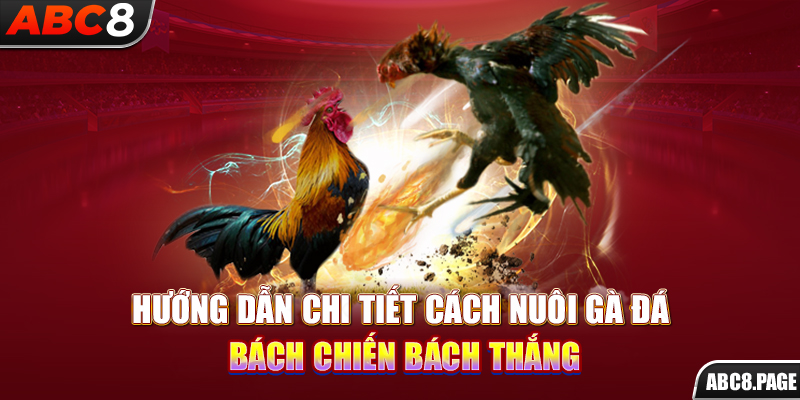 Hướng Dẫn Chi Tiết Cách Nuôi Gà Đá Bách Chiến Bách Thắng