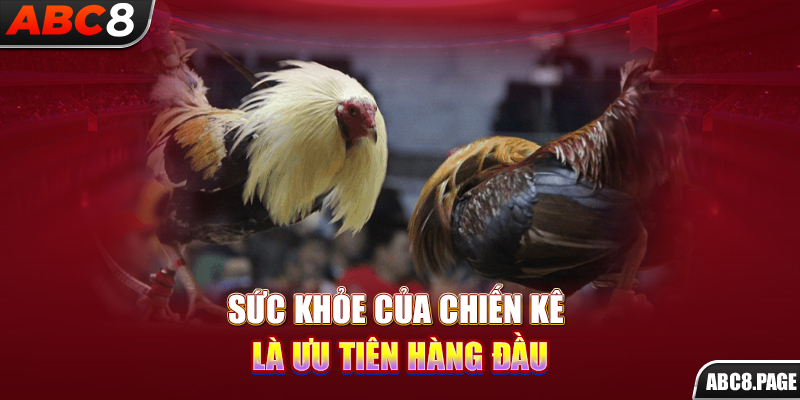 Sức khỏe của chiến kê là ưu tiên hàng đầu